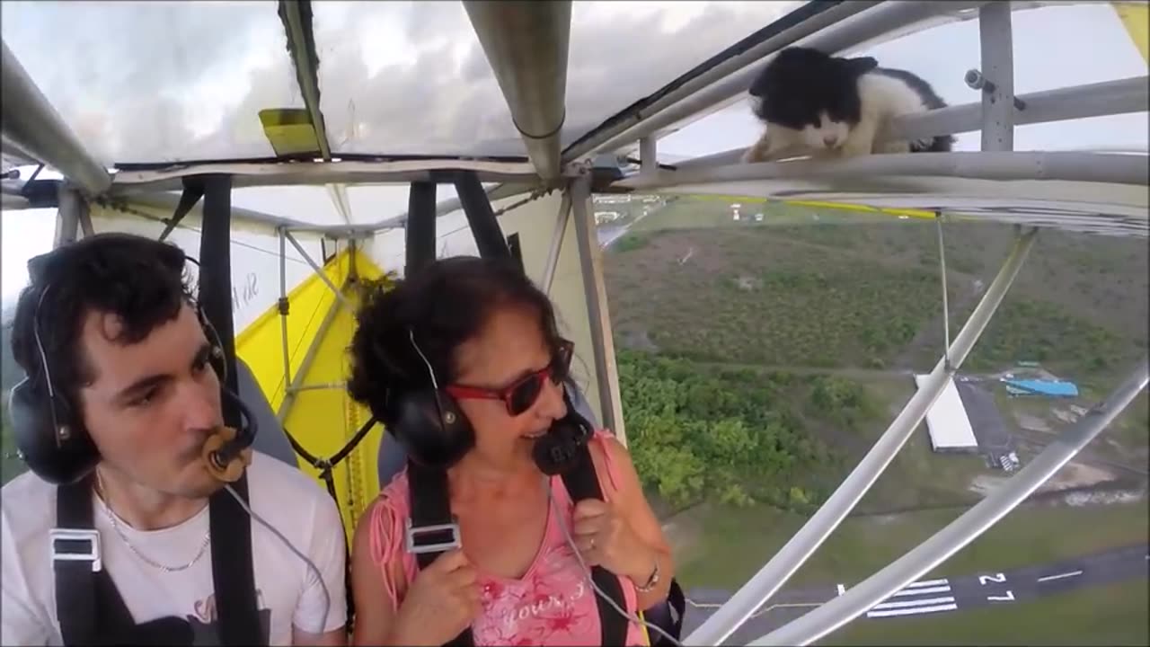 Cat hangs on
