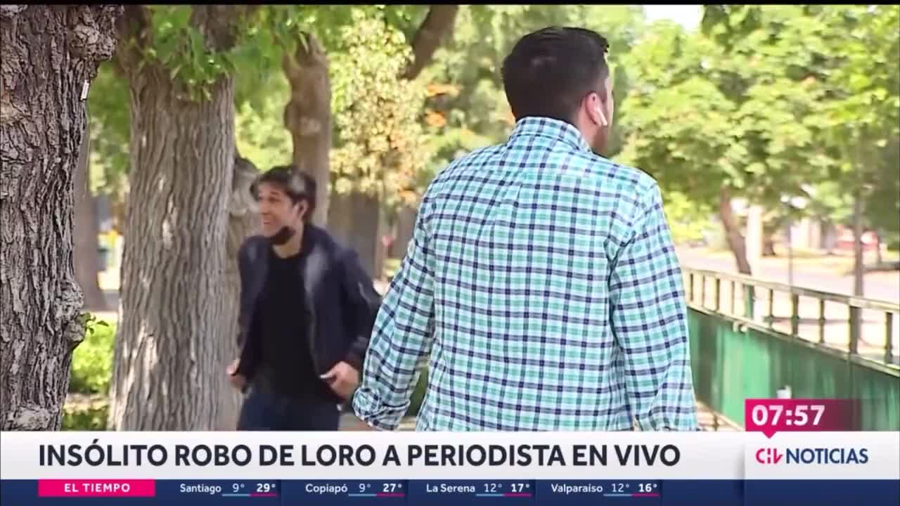 Papagaio rouba, ao vivo, fone de ouvido de repórter de TV no Chile