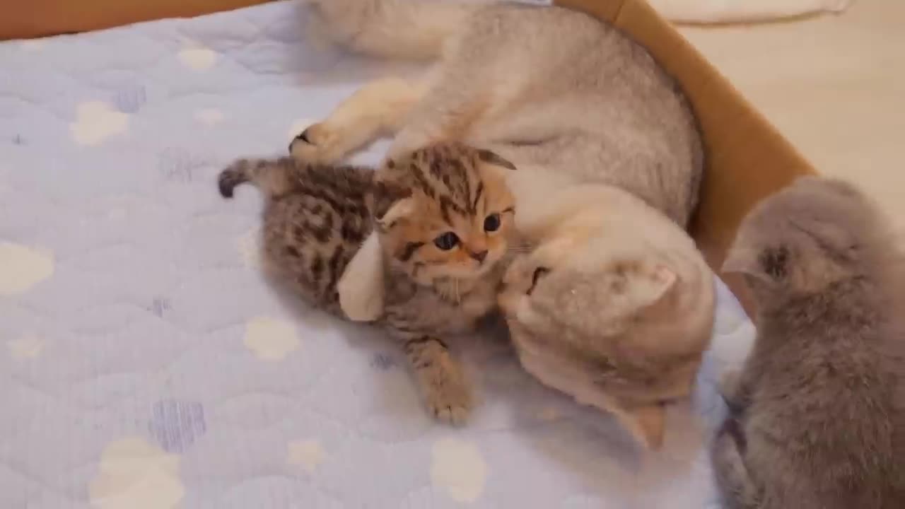 The kitten approaching the daddy #cat #cute #kitten #pets #meow #videos #shorts #dog.