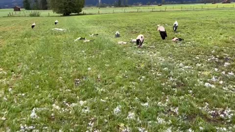 Störche nach den Hagel in LK Bad Tölz