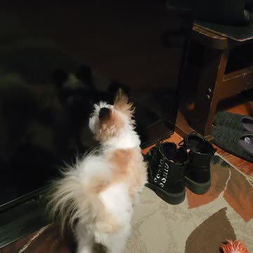 Reflections of a tiny dog