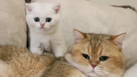 Cute cat family