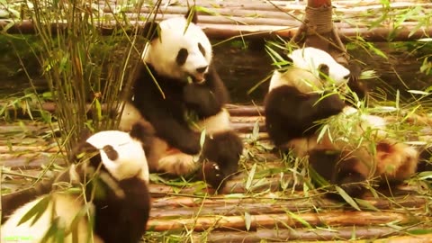 Pandas in real life
