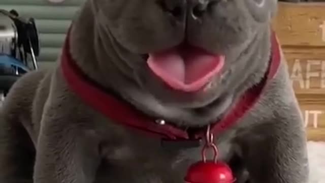 dog baby-cute videos - top funny dog