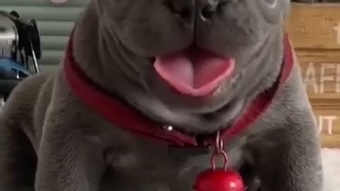 dog baby-cute videos - top funny dog