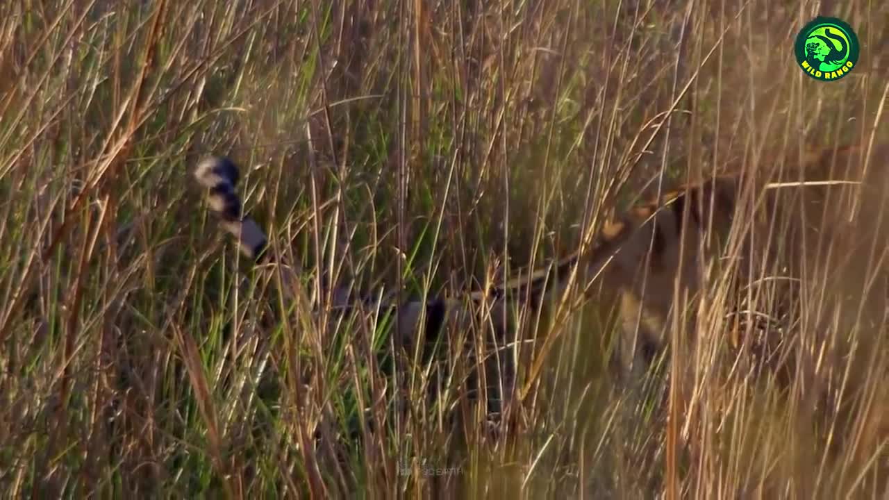 13 Deadliest Tiger Attacks Caught on Camera