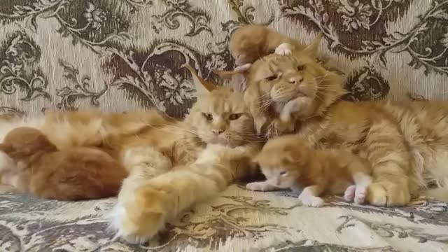 Angry Cat Family