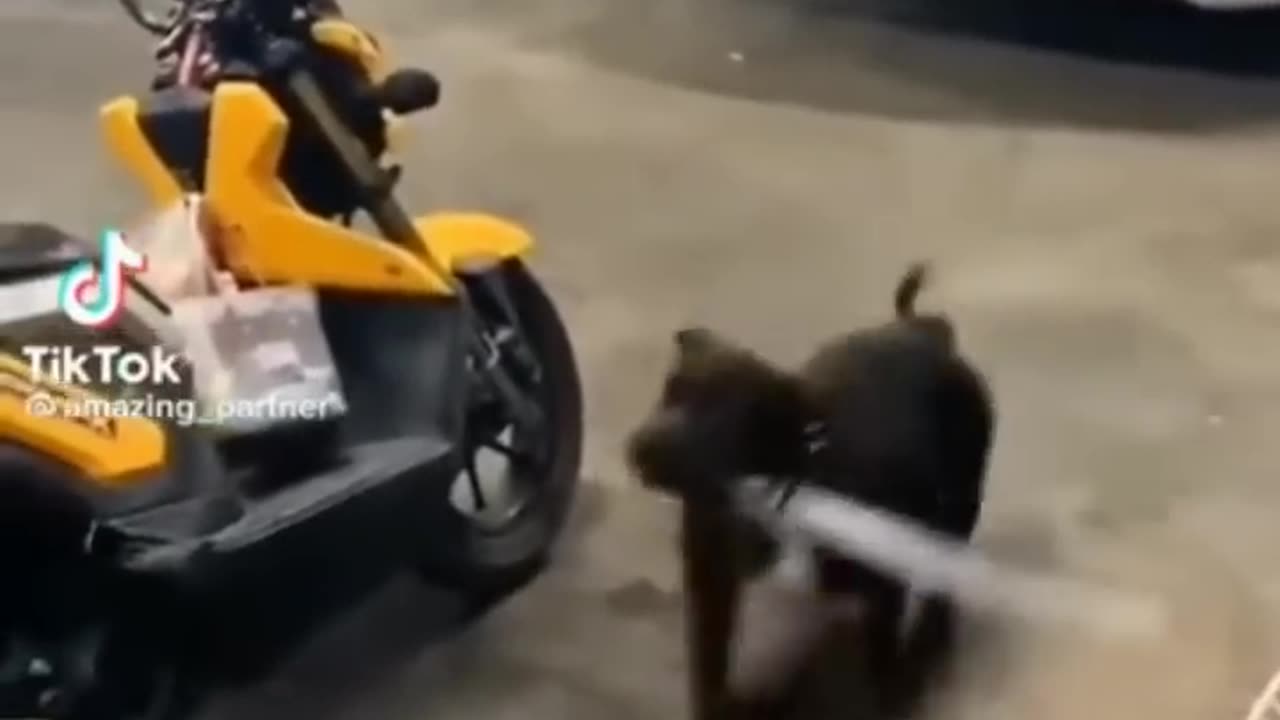 cute and funny an~imals