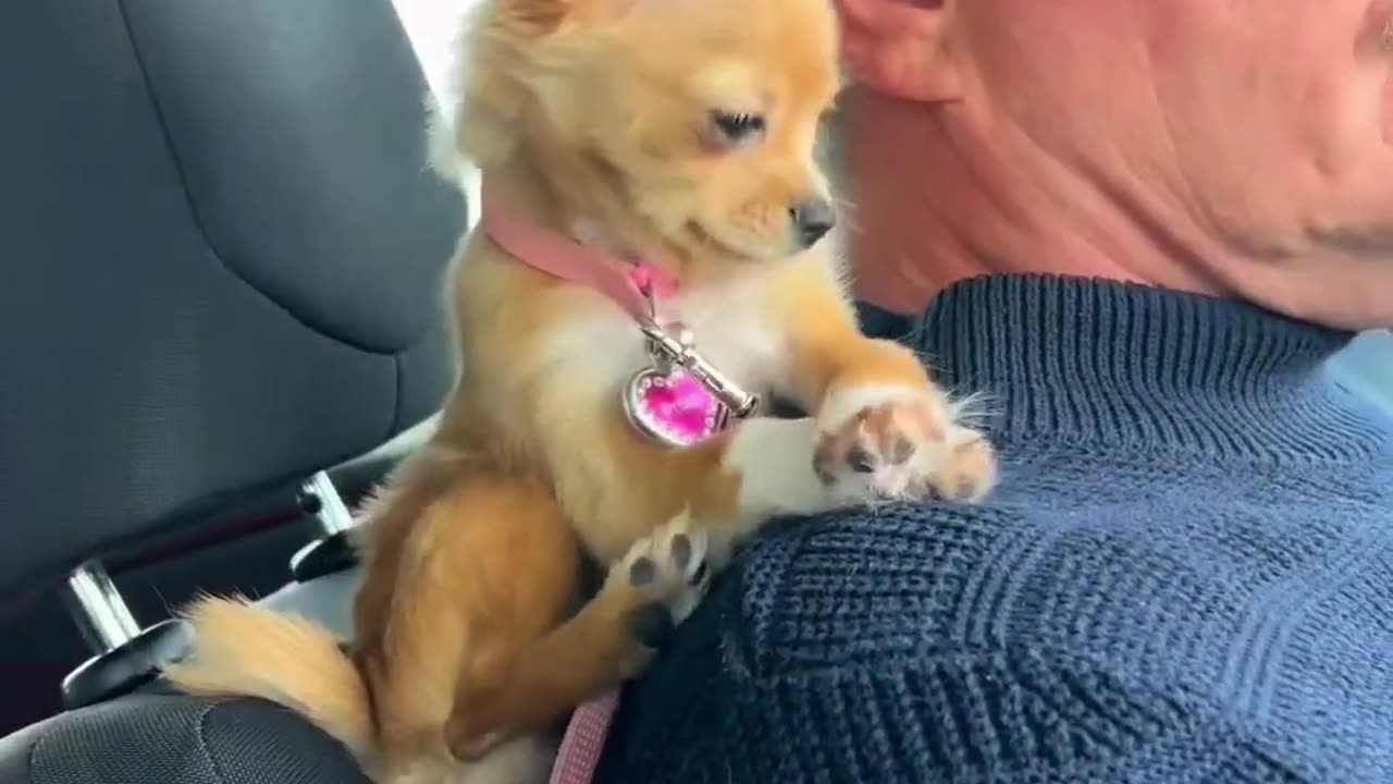 Look 🙈 it's Pinky 😲 and her driver #dog#puppy#view