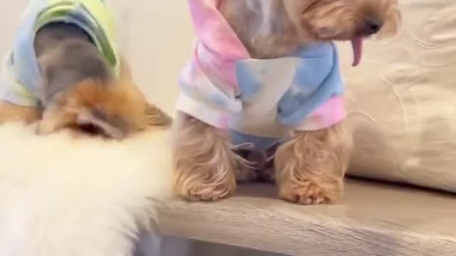 Yorkie and ferret best friends play ball together