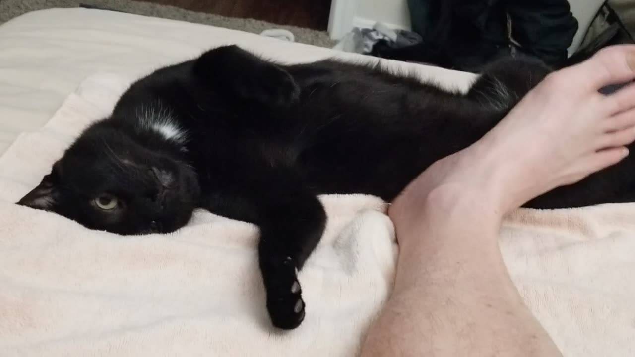 20240918 234527 Tux in Bed Getting "Foot Petting Cure"