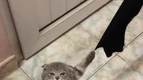 playful kitty gets claws