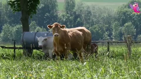 Cow Video mooing and grazing in a field