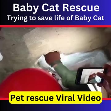 Baby Cat Rescue | Trying to save life of Kitten baby cat | Pet rescue Viral Video