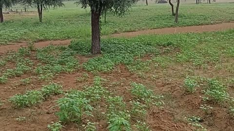 Rajsthan Farm farming 🧺