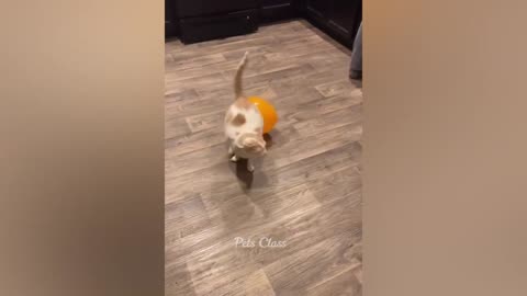 funny cats and dogs