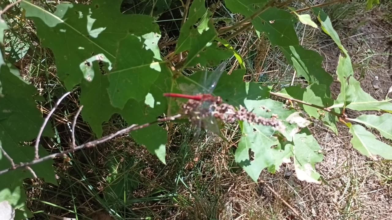 Dragonfly