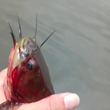 Bullhead catfish