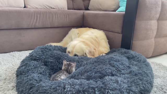 Golden Retriever Shocked by a Kitten occupying his bed!