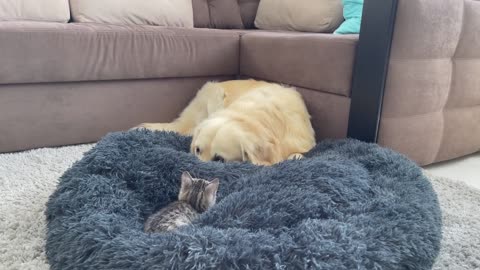 Golden Retriever Shocked by a Kitten occupying his bed!