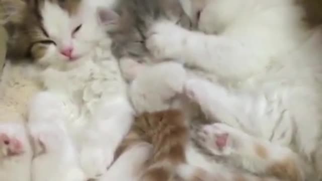 Cute kittens like to huddle together