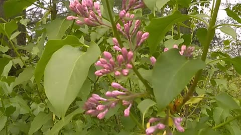Lilac
