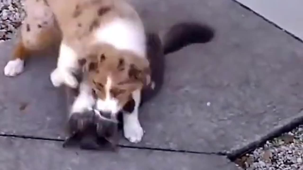 Funny cat dog video