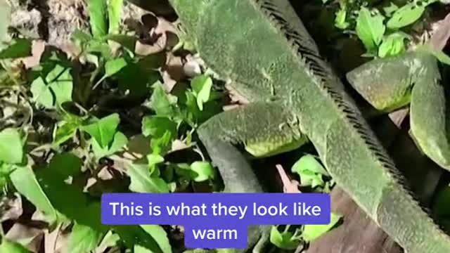 It's so cold in Florida iguanas are falling from the trees