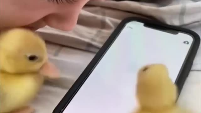 Ducklings Playing Catch the Fly on Mobile Phone