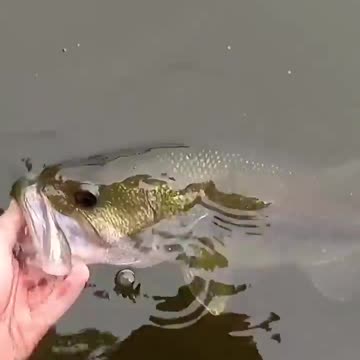 Catching_A_Fish_On_A_Realistic_SNAKE_Lure!(720p)
