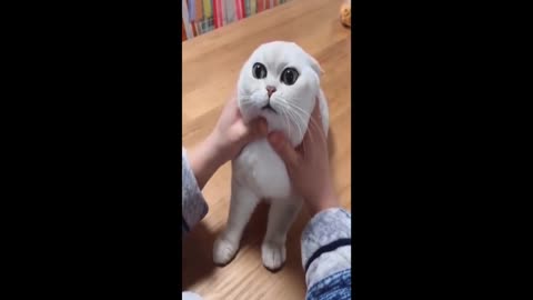 funny cat compilation