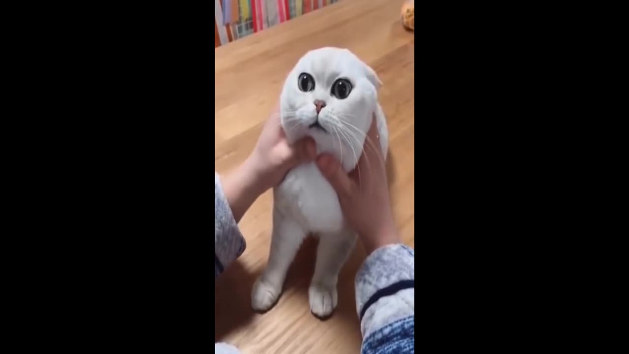 funny cat compilation