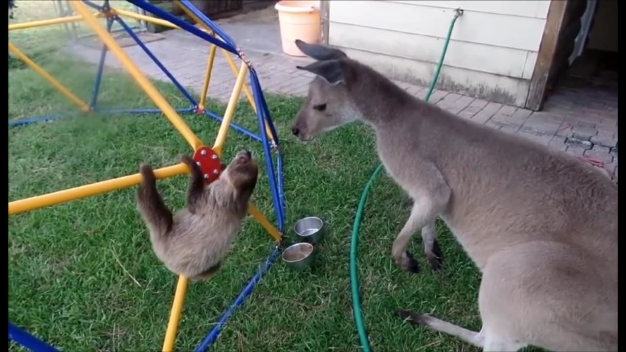 Baby Sloths Being Sloths FUNNIEST Compilation