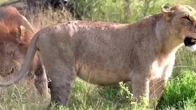 A lion and a