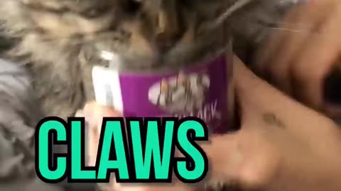 Cat has NO SELF CONTROL When it comes to catnip