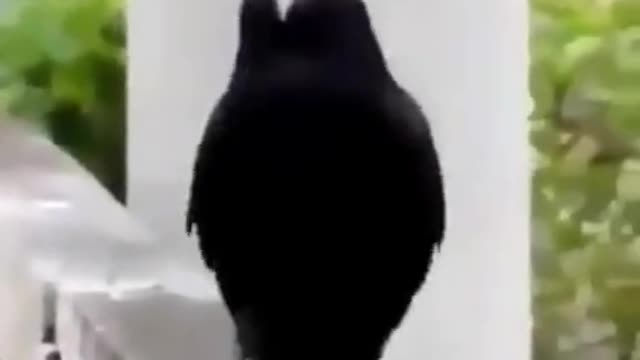 Crow's Catwalk