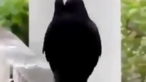 Crow's Catwalk