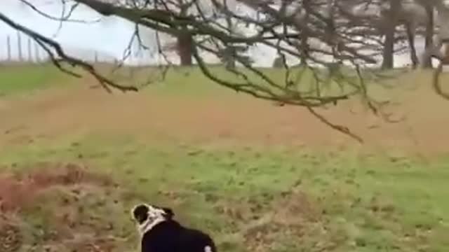 Funny Dog Fails 2022 #shorts -try not to lunch