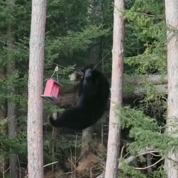 Bear Jumps on a Wire to Get to Birdhouse