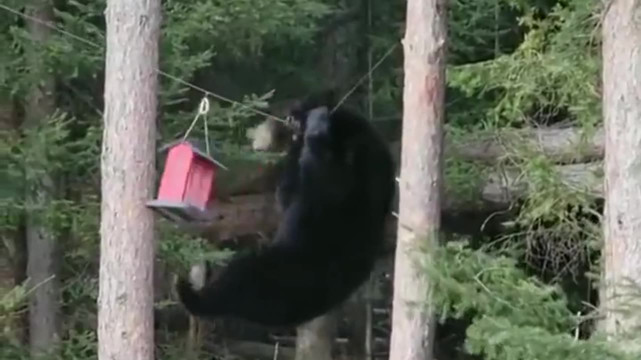 Bear Jumps on a Wire to Get to Birdhouse
