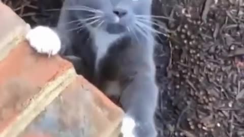 Black cute cat is singing a song.