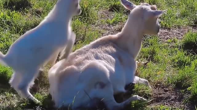 Mother Sheep and Baby Sheep