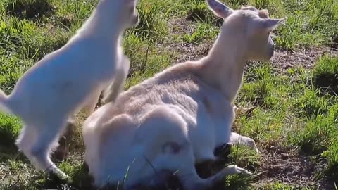 Mother Sheep and Baby Sheep