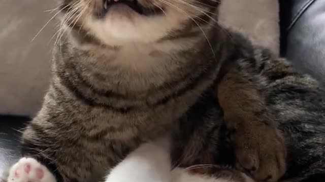 This is why my cat WOULD NOT survive in the wild 😳 #cats #wild #rumble