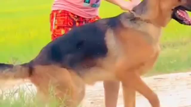 German Shepherd dog top quality video