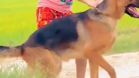 German Shepherd dog top quality video