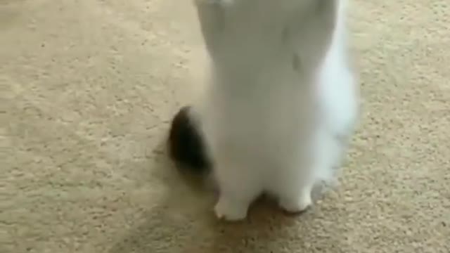 Cat Trying to walk on two feet🐱❤️🤣| FUNNY PETS VIDEO✨ | SUBSCRIBE CUTIEE TV 🔴| #CATS #FUNNY