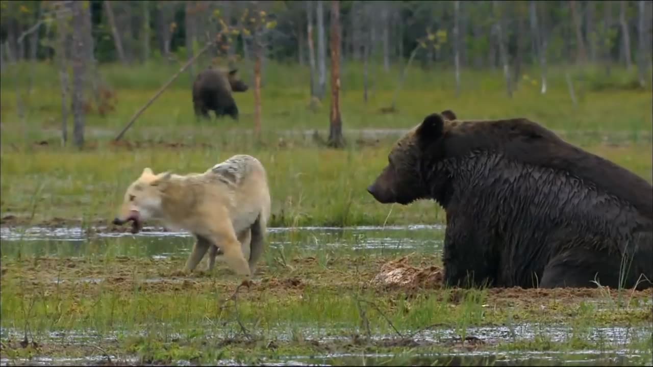 The wolf pack tries to snatch food from the bear