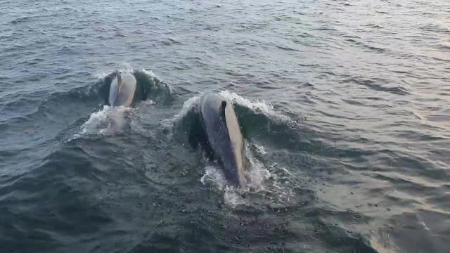 Dolphins Play Around a Boat at the Farne Islands