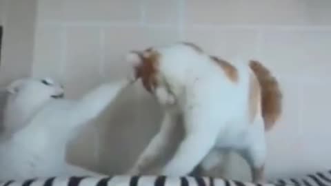 Finally, the cat's foot hooked on the refrigerator.